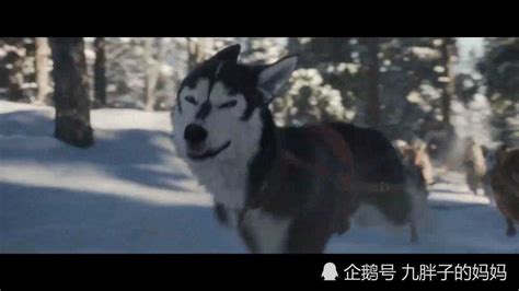 《野性的呼唤》内地公映 灵犬巴克勇闯冰雪荒原 - 360娱乐，你开心就好
