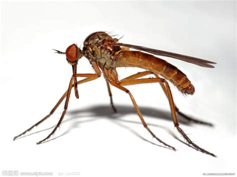 中国科学家发现最早的水生外寄生昆虫——侏罗奇异虫 - 神秘的地球 科学|自然|地理|探索