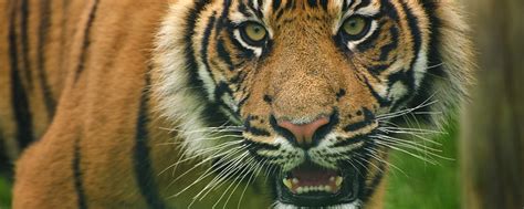 梦到老虎吃人是什么意思 梦到老虎吃人意味着什么 - 万年历