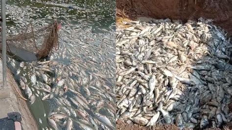 海口美舍河漂起大量死鱼 疑因河水减少导致-海口新闻网-南海网