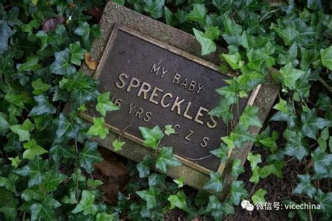 美国最古老的宠物公墓里安葬着无数人的思念。|宠物公墓|米勒|公墓_新浪新闻