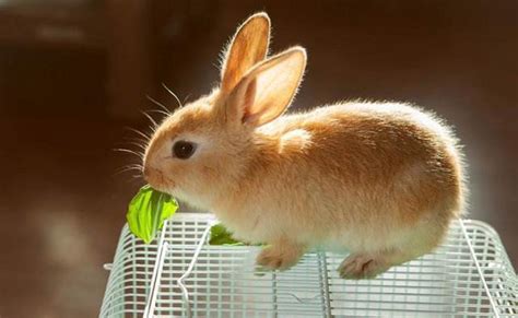 宠物兔素材-宠物兔图片-宠物兔素材图片下载-觅知网