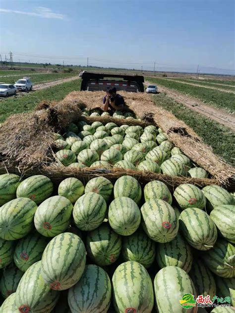 特大西瓜品种介绍 什么西瓜品种长得最大 - 鲜淘网