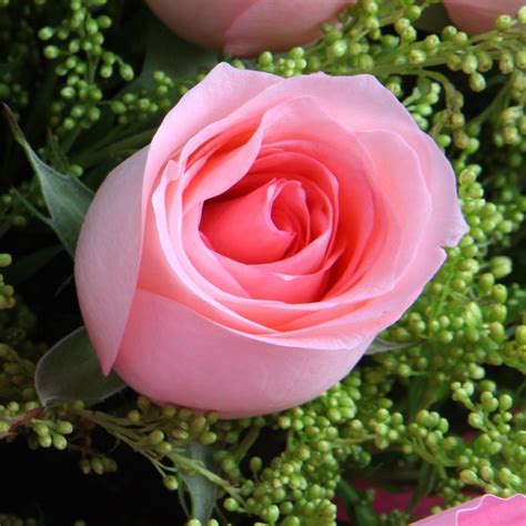 戴安娜玫瑰的花语是什么？不同朵数戴安娜玫瑰代表什么含义？-中国鲜花礼品网