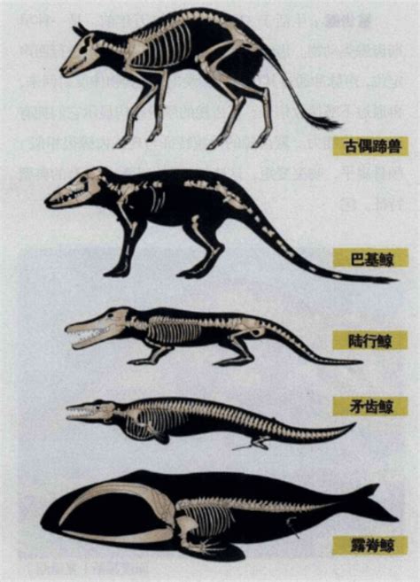 鲸鱼演变进化的过程图