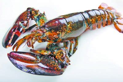 世界上最大的巨型龙虾,巨型龙虾王,最大的小龙虾有_大山谷图库