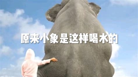 小象不停的打喷嚏，萌鸡小队花式出主意，还体验了一把自由飞翔_腾讯视频