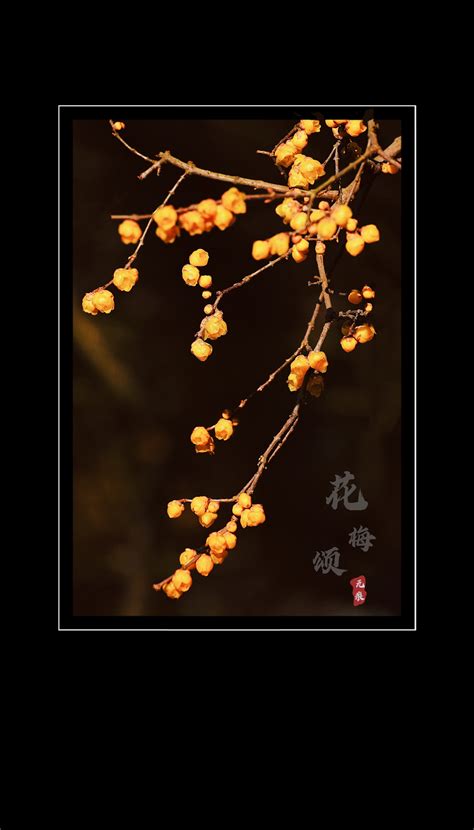 腊梅的花语是什么？腊梅的寓意和象征-花卉百科-中国花木网
