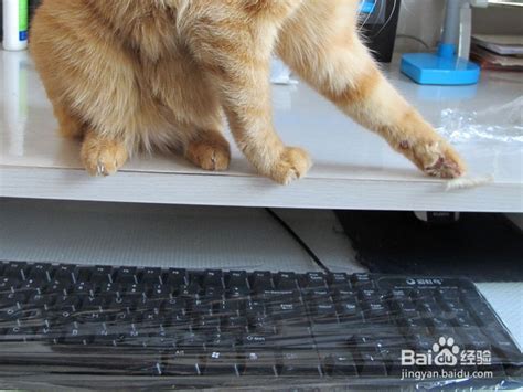 电脑键盘旁的猫儿看着无高清图片下载-正版图片506003975-摄图网