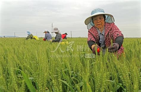 安徽宿松：麦种保纯助增收-人民图片网