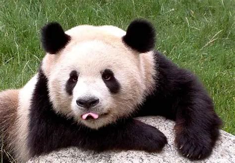 日本出生的大熊猫宝宝取名“彩浜”