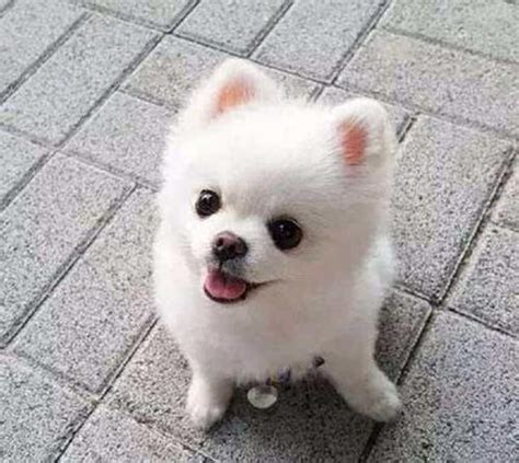 世界十大最漂亮的小型犬-博美上榜(非常招人喜欢)-排行榜123网