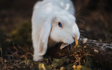 两只小白兔摄影图__家禽家畜_生物世界_摄影图库_昵图网nipic.com