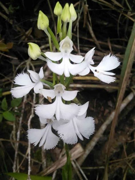 世界上最“诡异”的花朵，在喜马拉雅山被发现，全球仅剩2000株！