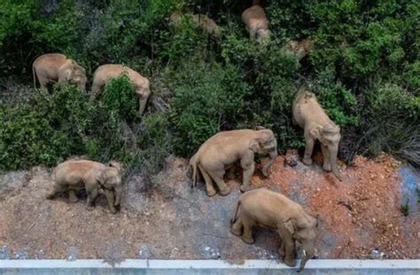 南非猎人到津巴布韦猎象 遭被射杀大象压死__中国青年网