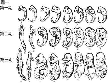 胚胎发育为什么要重演进化的过程？ - 知乎