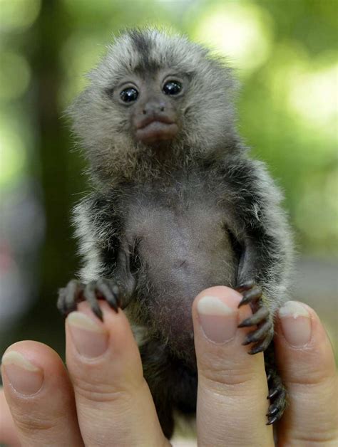 怀里抱着幼崽的柏尔猴高清图片下载-正版图片504333755-摄图网