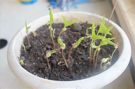 植物生长过程 菠菜从发芽到长大的过程，30天延时拍摄_腾讯视频