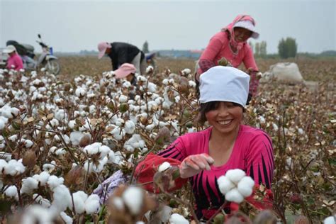 为什么地处我国西北地区的新疆，是世界上优质的棉花产区？|棉花|新疆|作物_新浪新闻