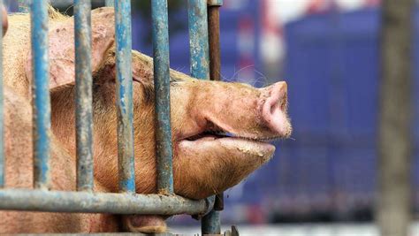 猪价飘红!今日猪价生猪价格表最新 10月2日猪肉价格多少钱一斤 - 中国基因网
