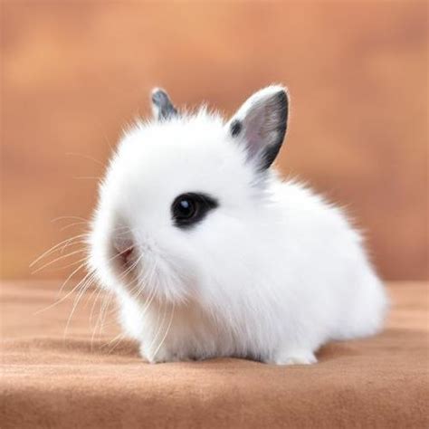 盘点世界八大宠物兔品种，荷兰兔上榜，第一眼周毛为黑色_排行榜123网