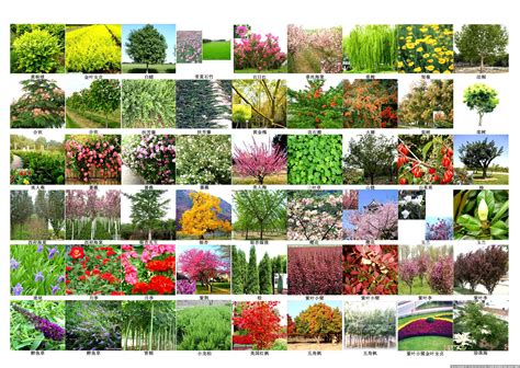 52种常见灌木,乔木树图片及名称,灌木树木名称大全图片_大山谷图库