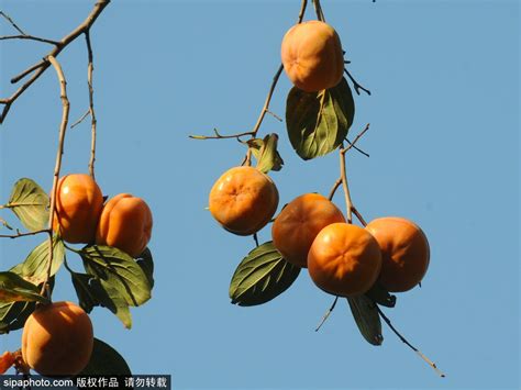 苏州柿子树打卡攻略来了！这个秋天期待“好柿发生”！-名城苏州新闻中心