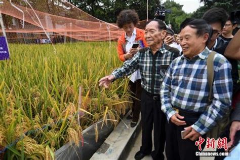 袁隆平团队又有好消息 长江中游双季稻亩产1365公斤 - 国内动态 - 华声新闻 - 华声在线
