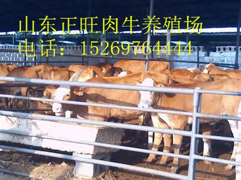 尖山区养种牛活牛价格_肉牛_山东广迪牧业牛羊驴养殖基地
