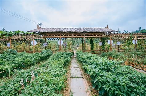 小王庄镇开辟农业特色旅游产业 让乡村振兴之树枝繁叶茂