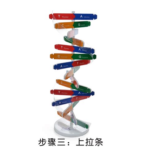 高一生物备课组举办“DNA双螺旋结构模型制作”比赛 - 安徽省郎溪中学