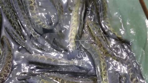 收藏！网箱养殖黑鱼的日常管理|黑鱼|网箱|养殖_新浪新闻