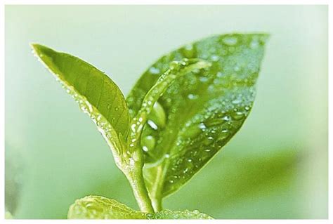 叶子内的绿色物质是什么， 叶绿素的生物合成与哪些因素有关