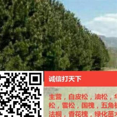 海棠-乐安县三鑫苗木种植专业合作社