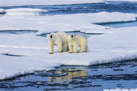 北极气温上升速度是全球变暖的四倍