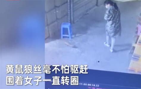 11月5日，武汉一女子正在店铺门口玩手机时，一抬头竟与黄鼠狼四目相对，监控拍下现场不可思议一_奇象网