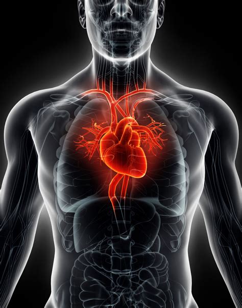 人体心脏解剖图图片免费下载_PNG素材_编号1l0ixllgy_图精灵
