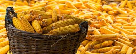 玉米的起源和历史 玉米是什么时候传入中国的_知秀网