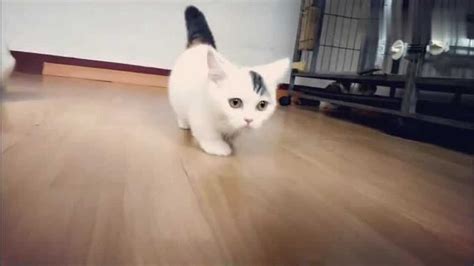 小猫视频大全搞笑：前方高能！一波短腿小猫咪正在向你跑来