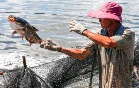 鱼跃人欢——水产科技扶贫喜见硕果--中国水产学会