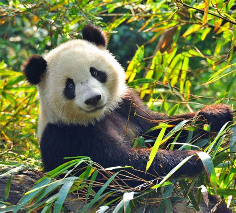 科学网—大熊猫真的只喜欢吃竹子吗？他们吃的竹子也有科学讲究 - 王振的博文