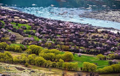 2022年3月25日西藏林芝深度桃花节摄影十日采风团尚有余位两名，欲报从速！！！_指导_江南_全程