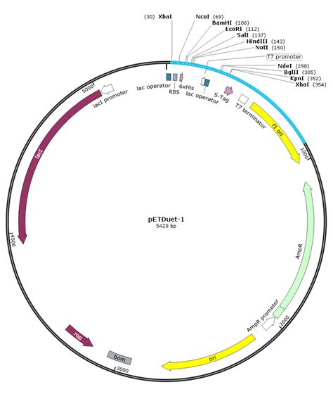 pETDuet-1 大肠杆菌蛋白双表达载体，有两个多克隆位点-质粒载体-ATCC-DSM-CCUG-泰斯拓生物