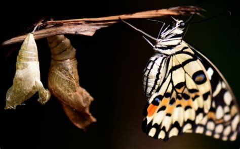 蛹到蝴蝶的蜕变过程是怎样的-百度经验