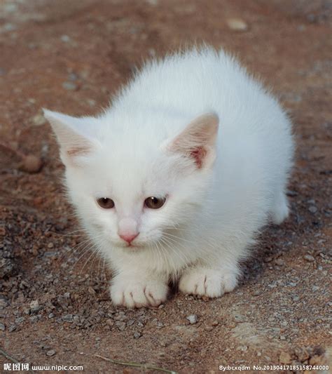 中国大白猫，是大家心中的小可爱，深受大众喜爱