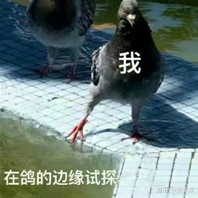 太原广场看鸽-中国信鸽信息网相册