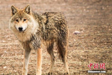 森林里的野生狼图片-圆月下的狼素材-高清图片-摄影照片-寻图免费打包下载