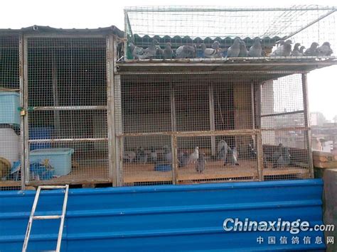新建鸽棚--中国信鸽信息网相册