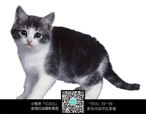 动物摄影：猫咪的黑白肖像照片_腾讯大渝网_腾讯网