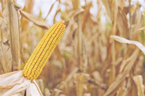 隆平高科参股公司玉米产品获农业转基因生物安全证书_除草剂_杭州_性状